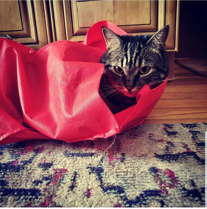 cat
