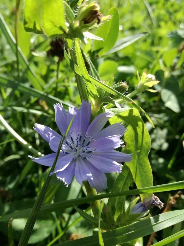 Delicate blue flower