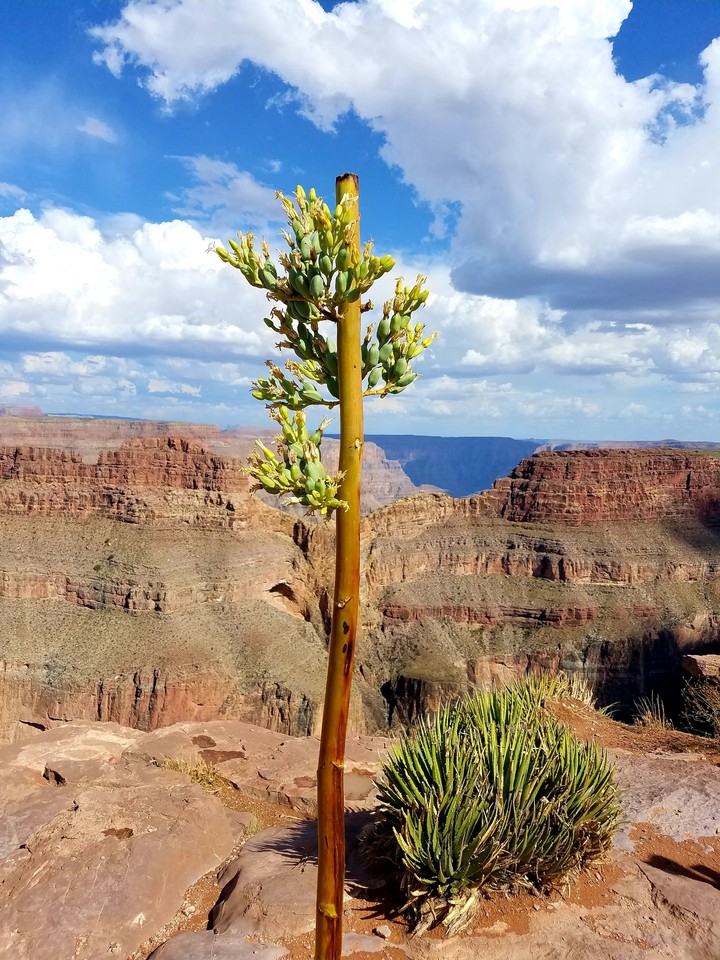 grand canyon