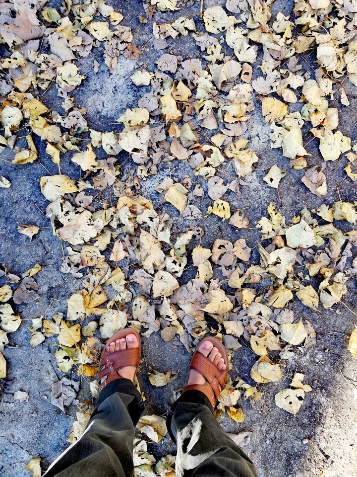 beautiful leaves in fall season