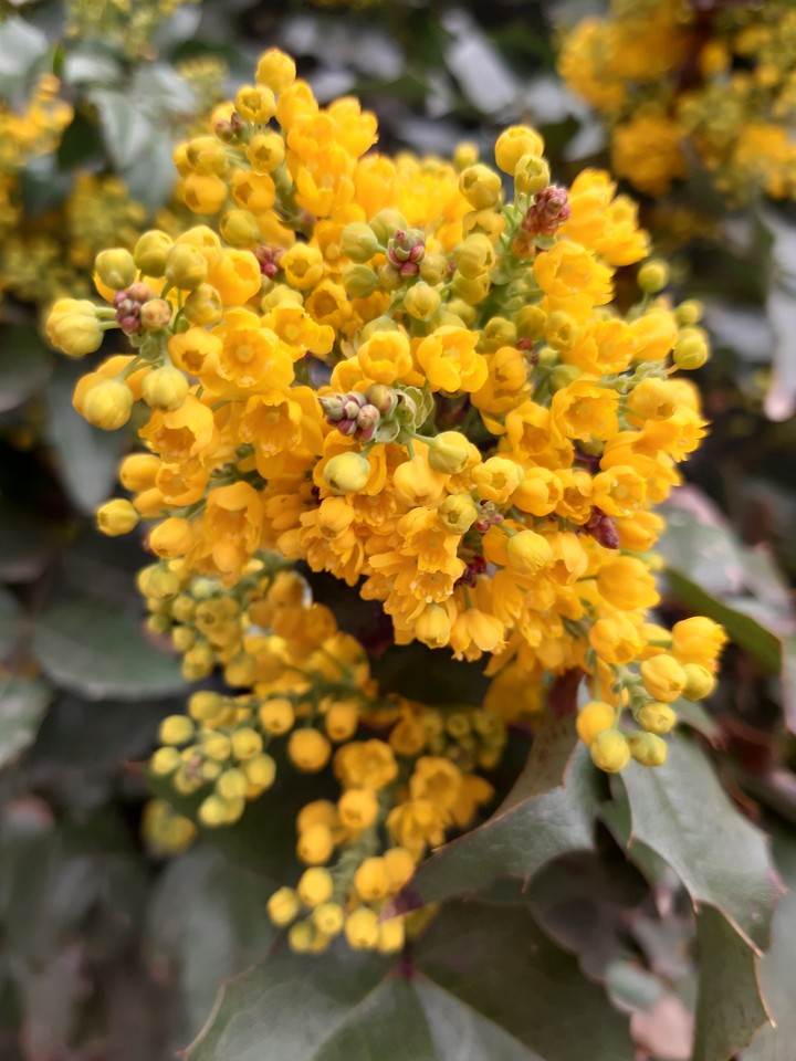 Yellow flower