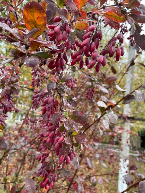 Mahonia