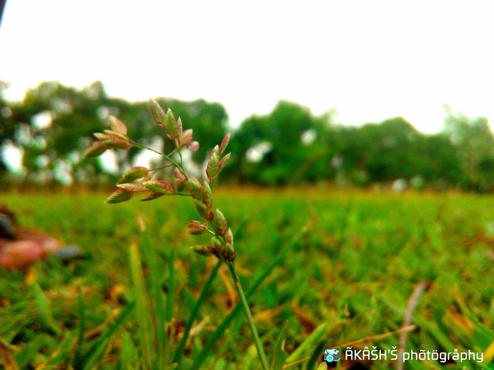 GRASS