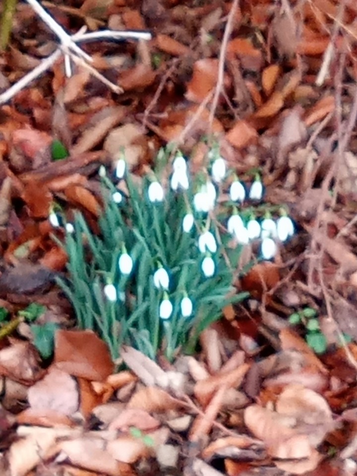 Frühlingsboten