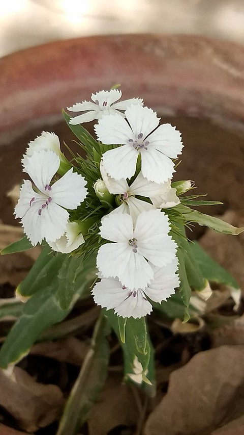 nature