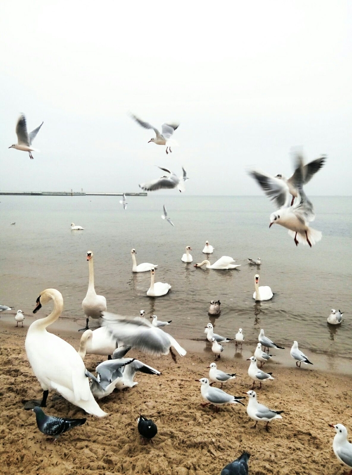 sea