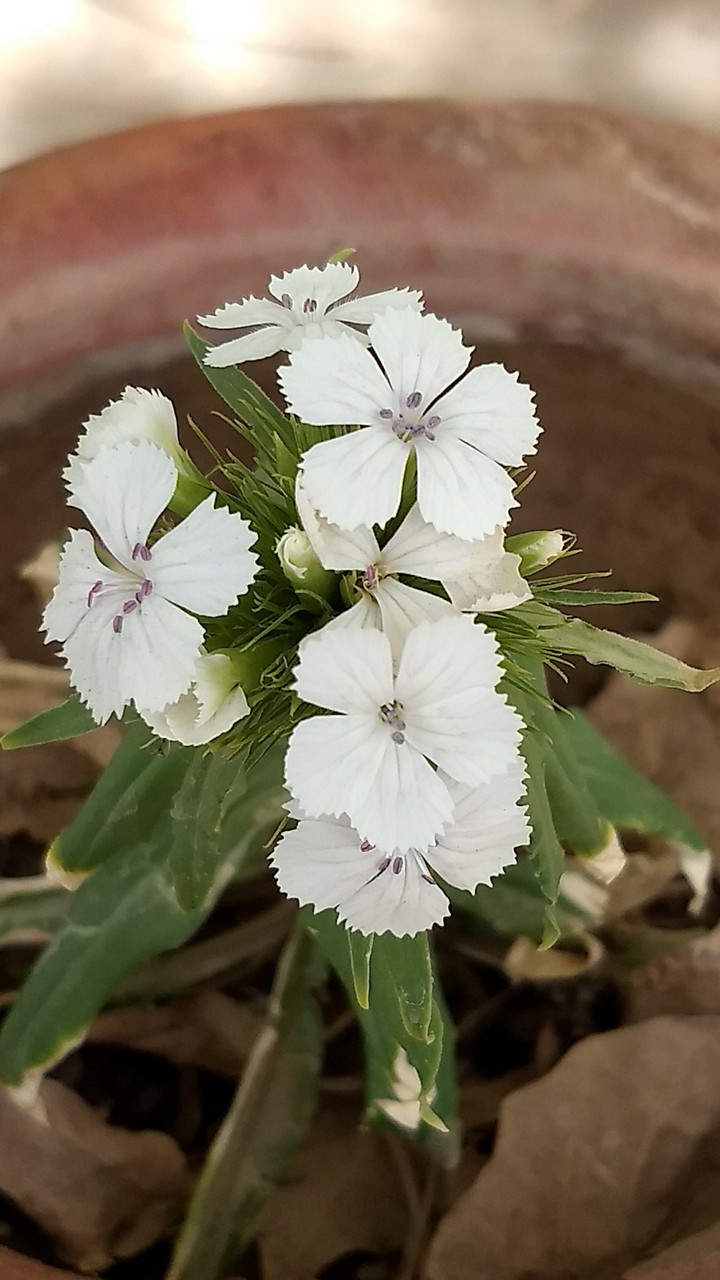 nature