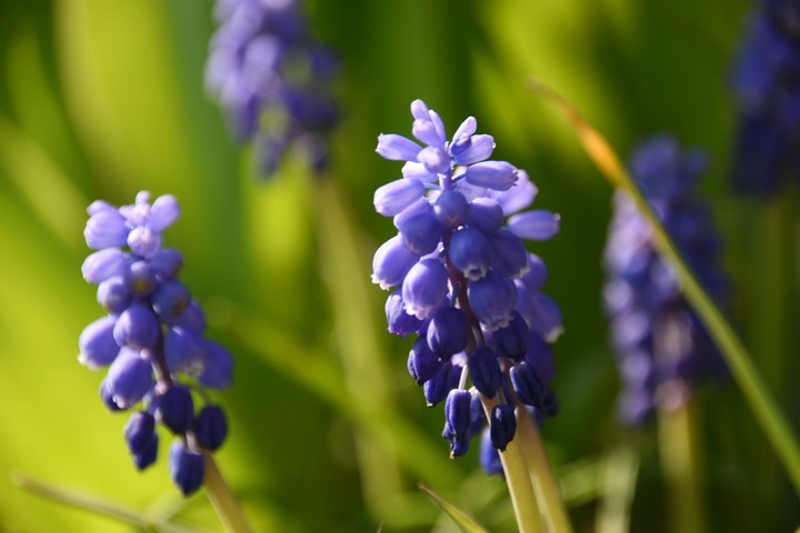 Spring love