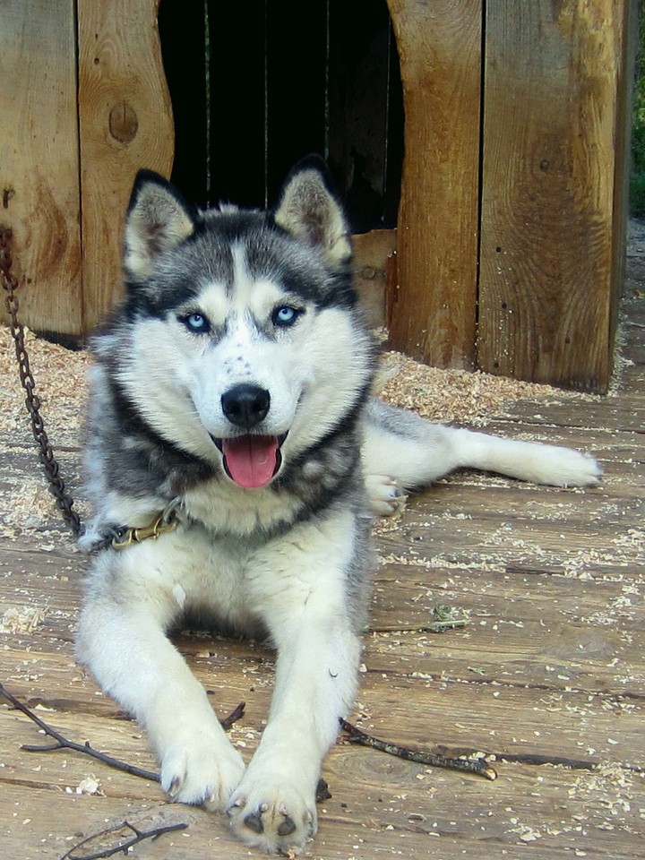 Husky eyes