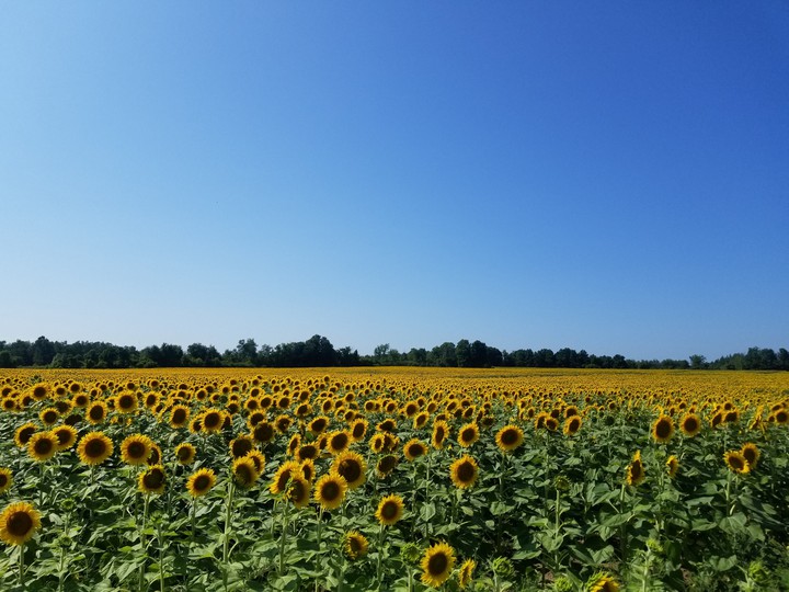 sun and sunflower field