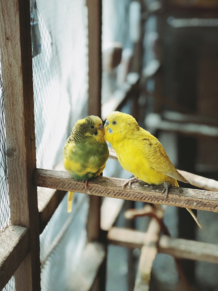 budgie