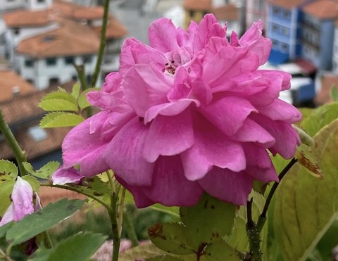 plant, pink duvar kağıtları