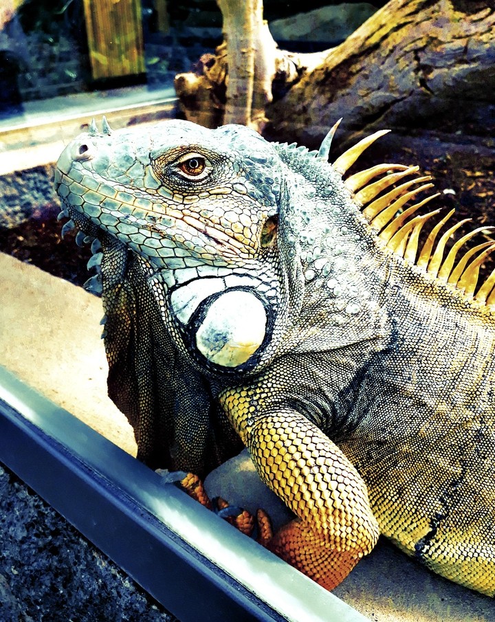lizard