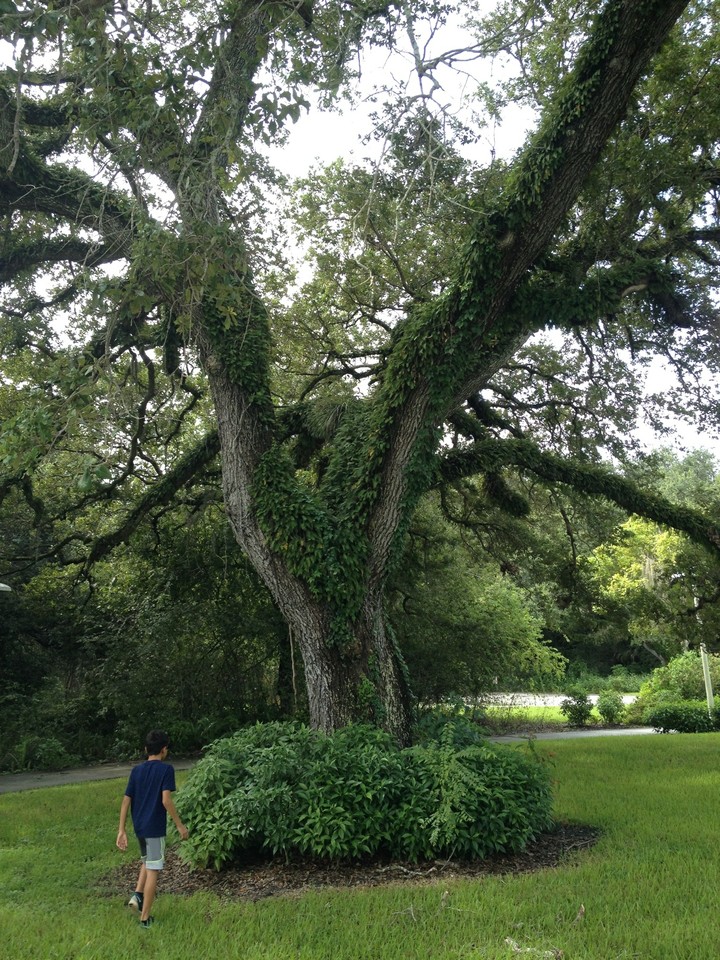 green tree