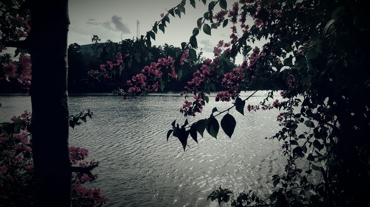 flowers beside lake