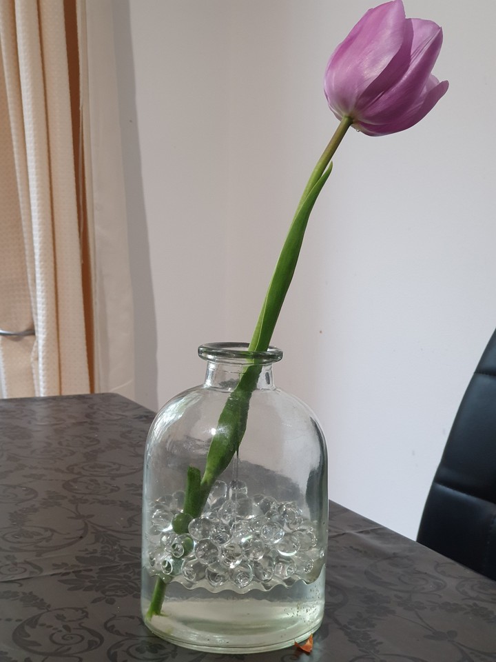 tulip