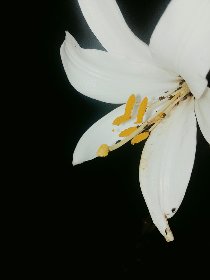 White Flower