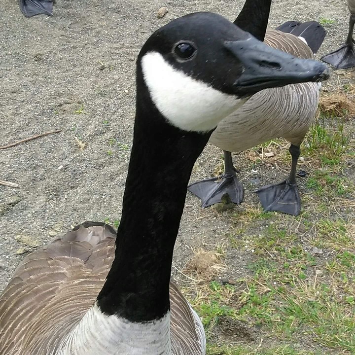Canadian Goose