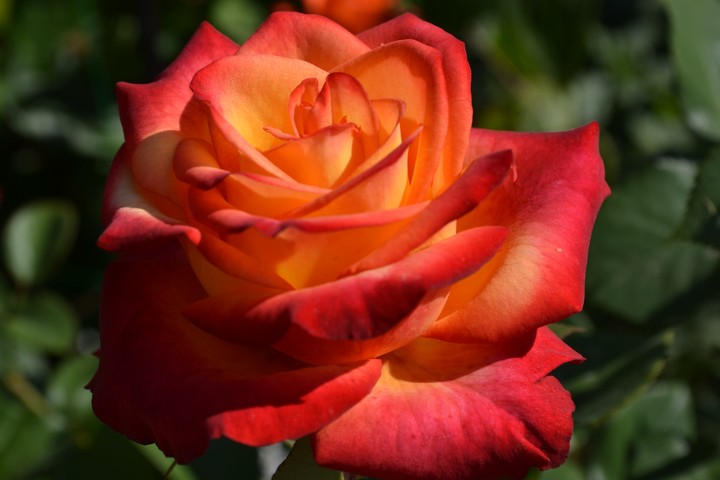 rose