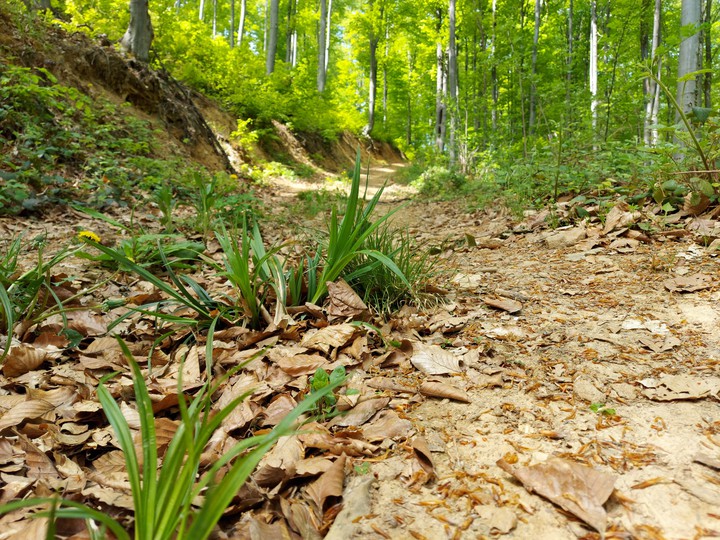 forest path