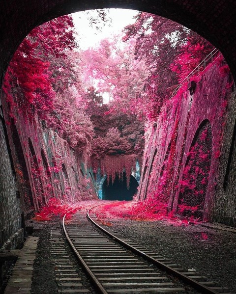 papéis de parede geraniums, Alley