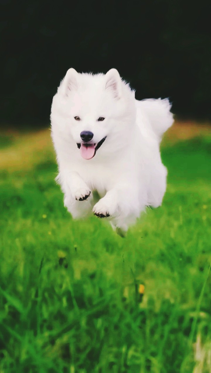 Dog...