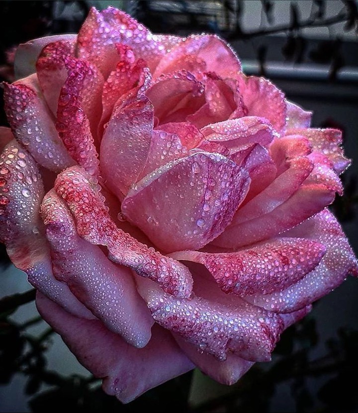 droplets