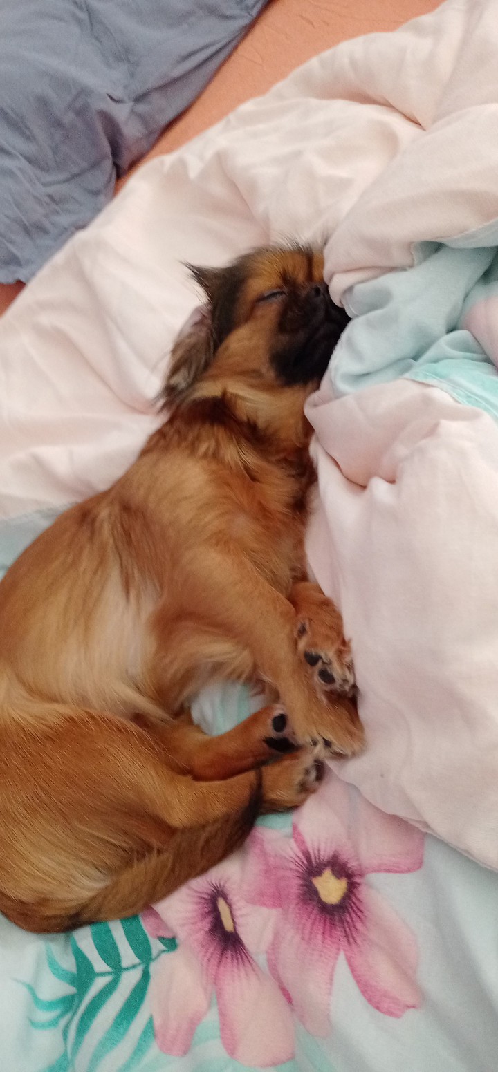 sleeping dog