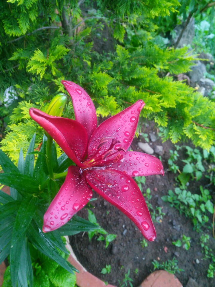 rose