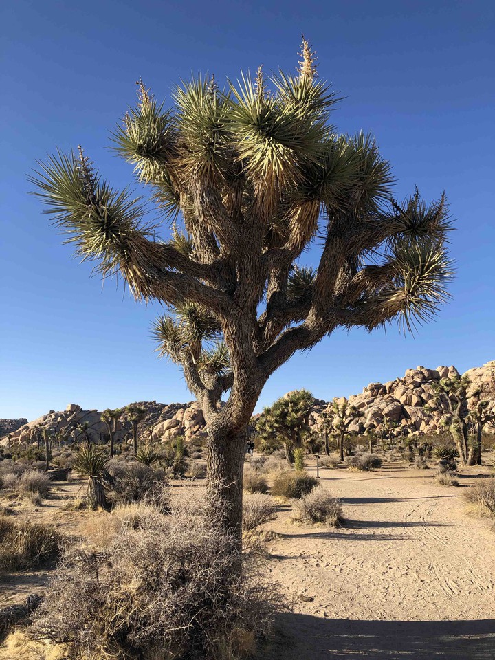 Joshua Tree