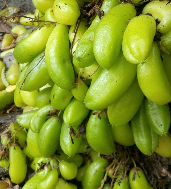 kamias fruit