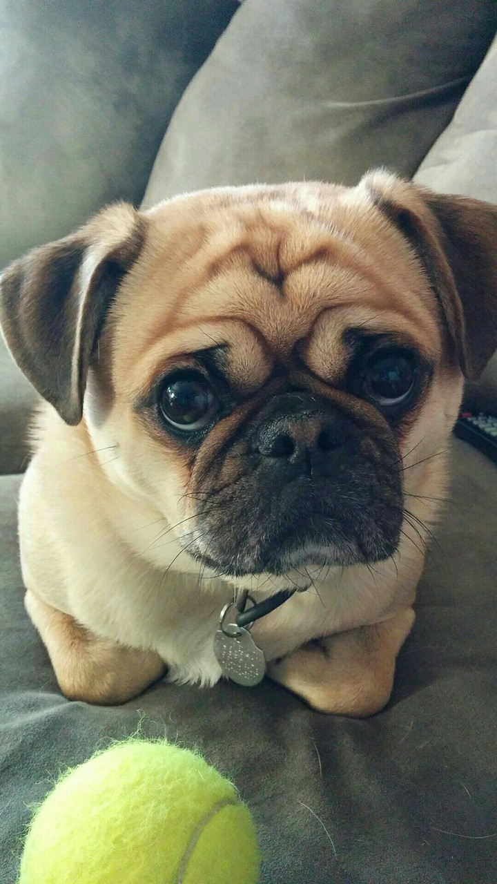 Chicco