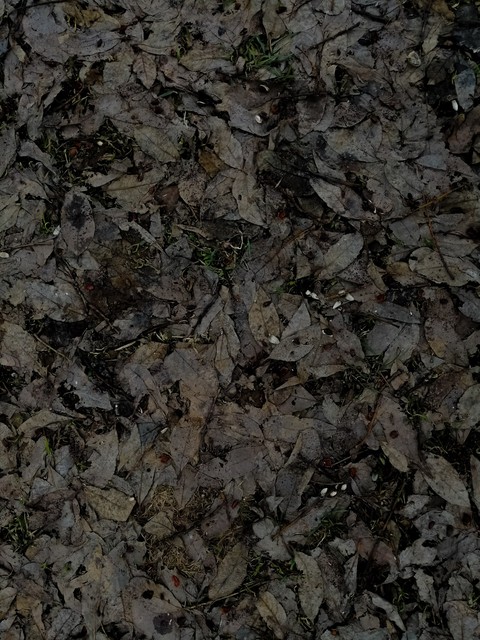 Foliage