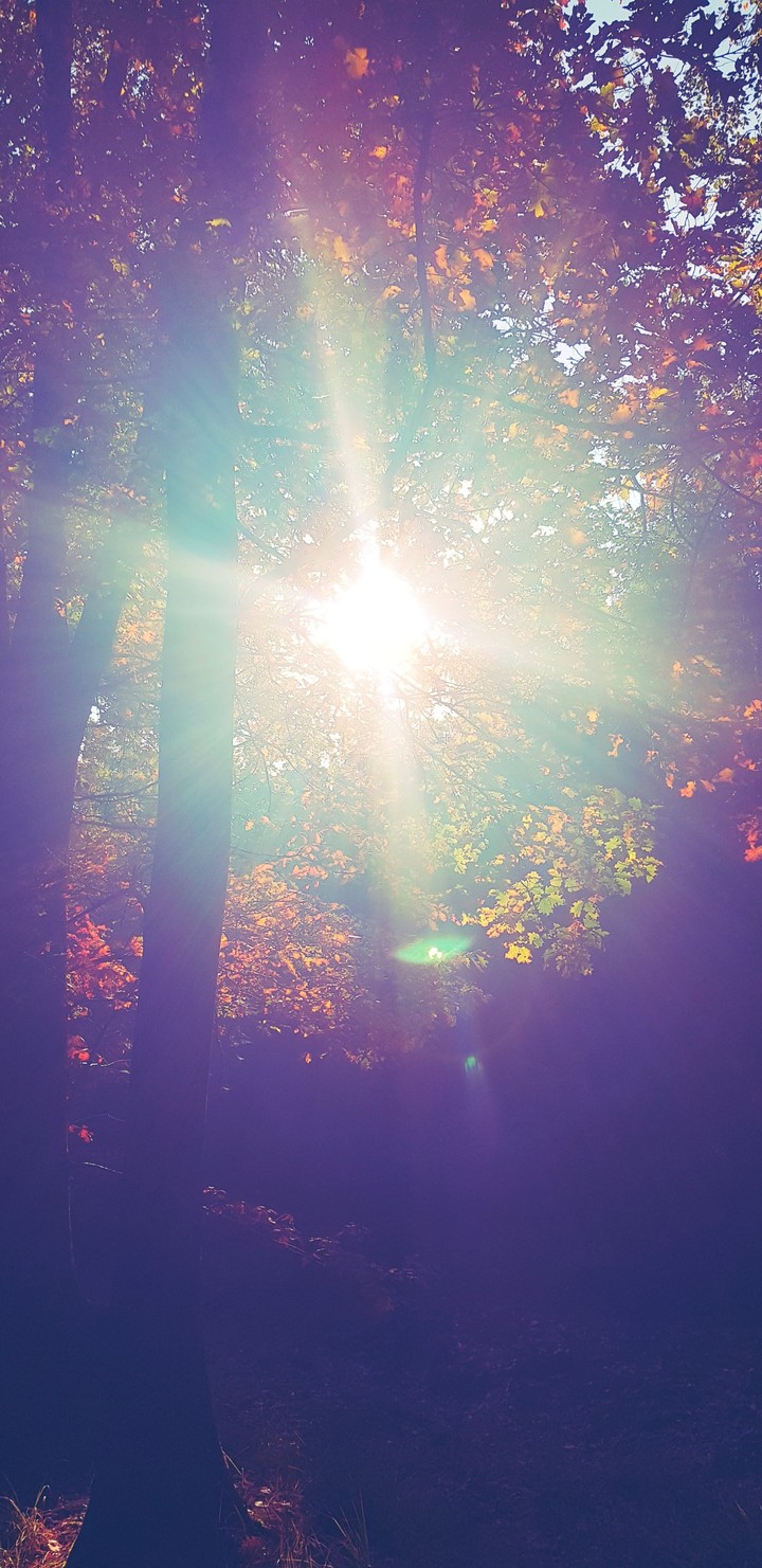 Autumn sun