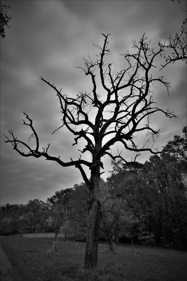 wood
