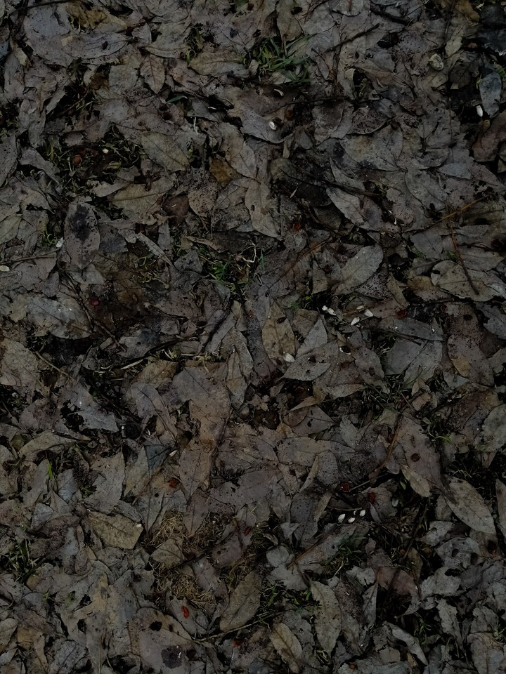 Foliage