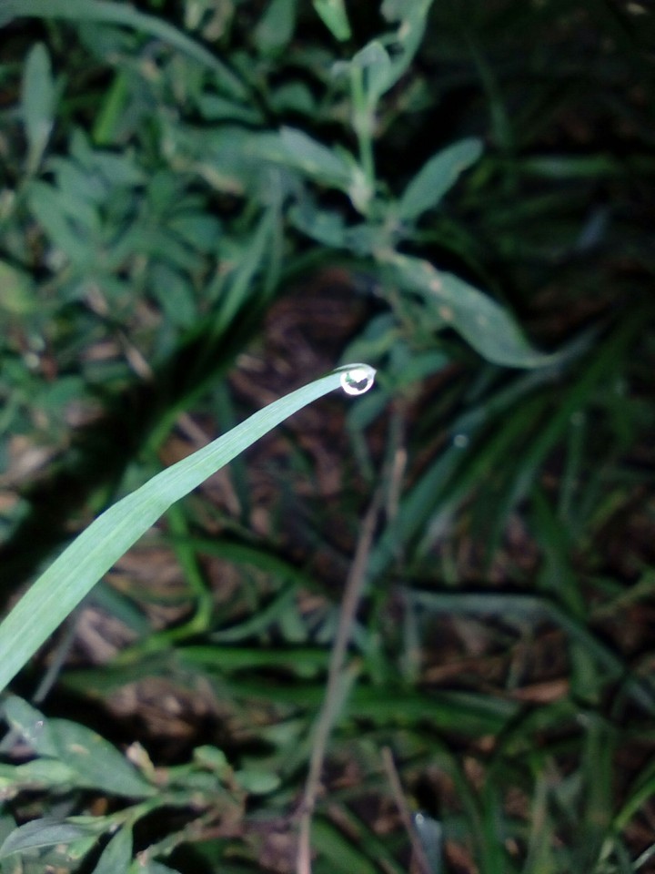 grass