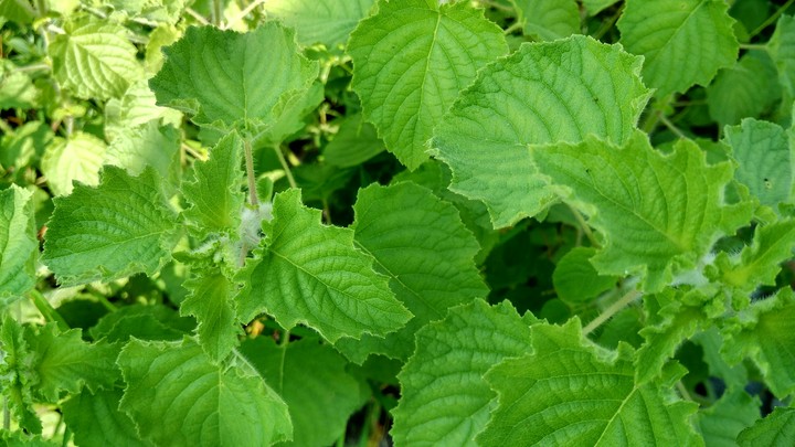 Green planet