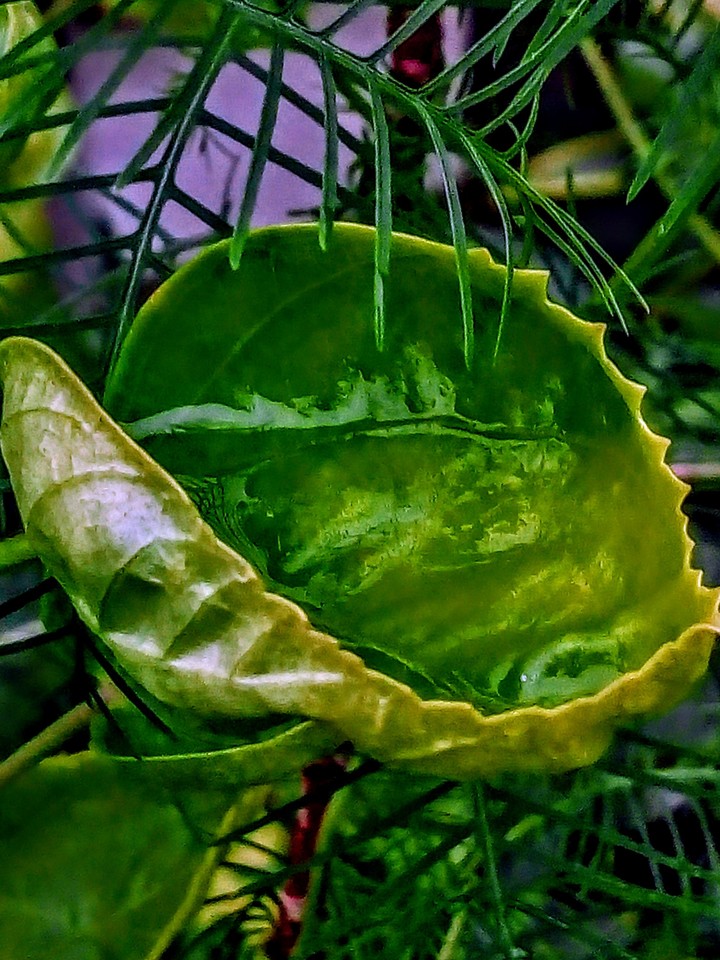 #rainyday #water #fall #green #leaves #conserv #capture
