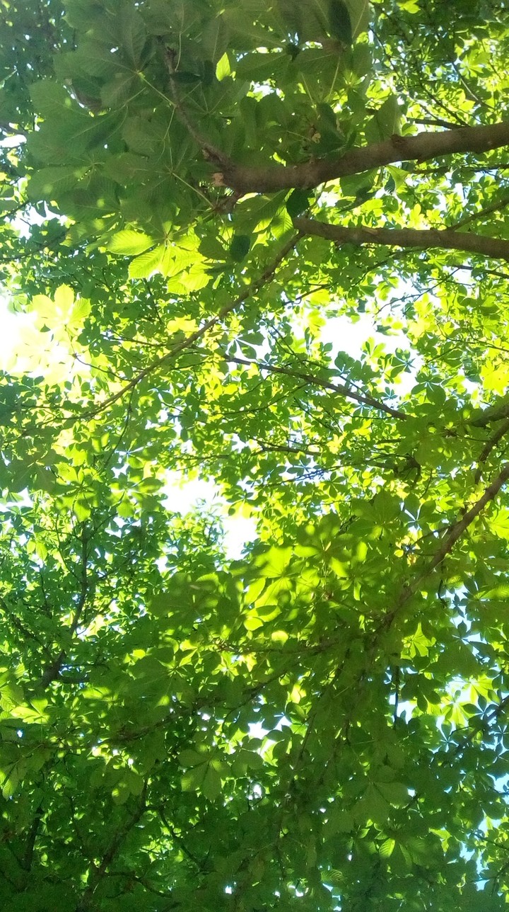 лес.forest