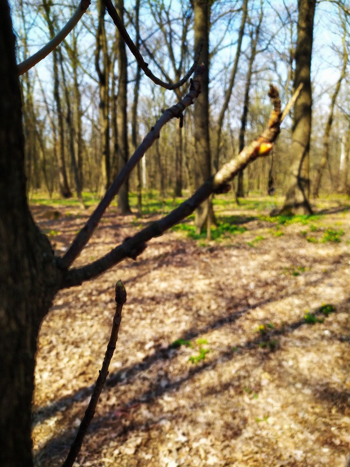 nature
