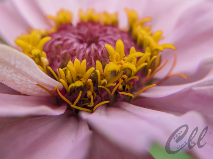 Flower macro snap...