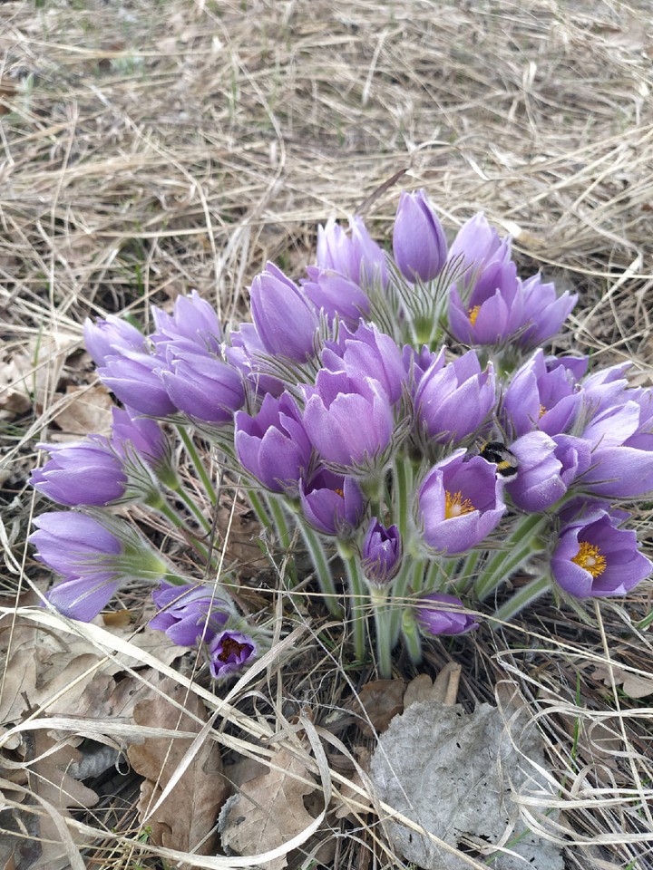 подснежники