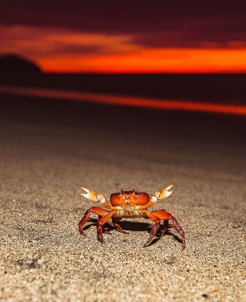 decapoda, wildlife duvar kağıtları