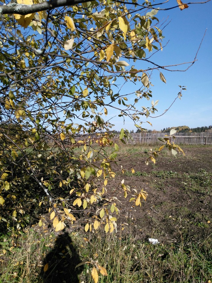 осень