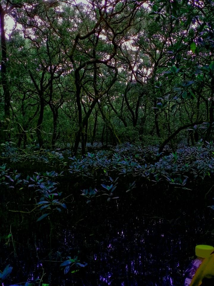 Manglar
