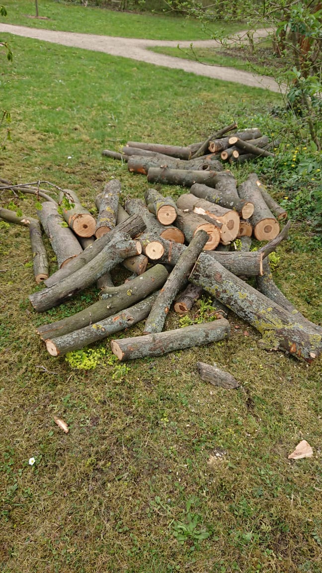 holz