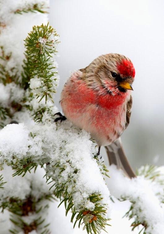 Winter.. bird