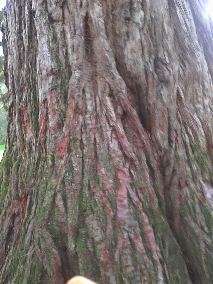 arbres