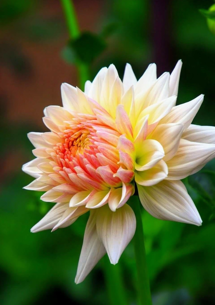 chrysanthemum